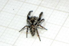 Gastromicans tesselata