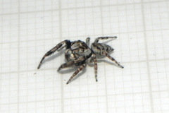 Gastromicans tesselata