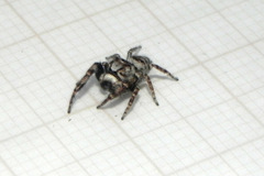 Gastromicans tesselata