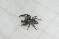 Gastromicans tesselata