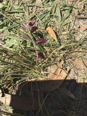 Lobelia pedunculata