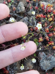 Sabulina californica