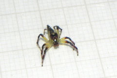 Acragas trimaculatus