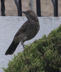 Toxostoma curvirostre
