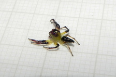 Acragas trimaculatus