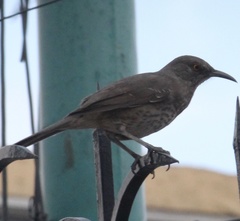 Toxostoma curvirostre