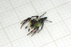 Acragas trimaculatus