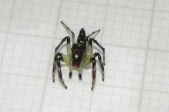 Acragas trimaculatus