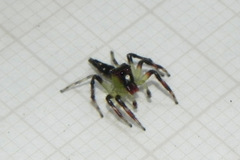 Acragas trimaculatus