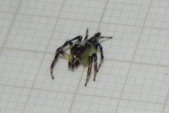 Acragas trimaculatus