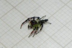 Acragas trimaculatus