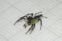 Acragas trimaculatus