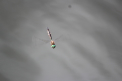 Hemicordulia armstrongi