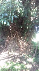 Bravaisia integerrima