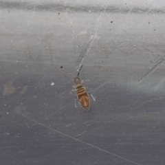 Entomobrya griseoolivata