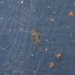 Entomobrya griseoolivata