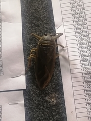 Lethocerus cordofanus