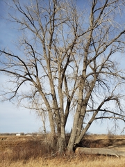 Populus deltoides monilifera