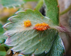 Phragmidium fragariae