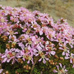Pleurophora patagonica