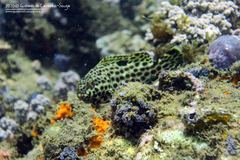 Epinephelus adscensionis