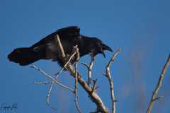 Corvus cryptoleucus