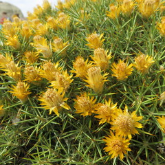 Chuquiraga aurea