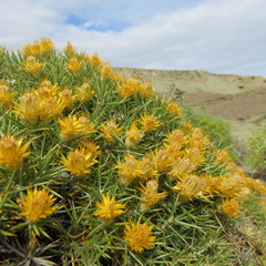 Chuquiraga aurea