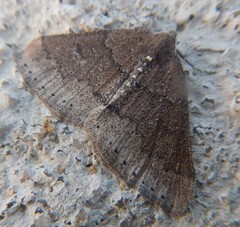 Aleucis distinctata