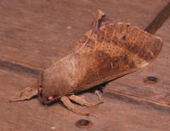 Oxycanus