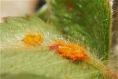 Phragmidium fragariae