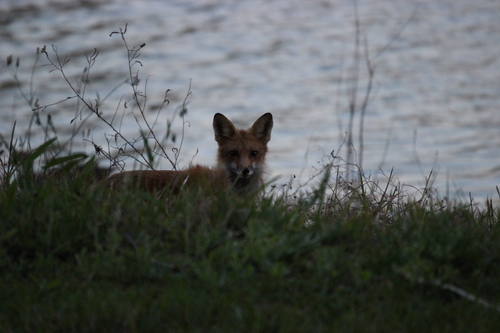 Red Fox photographed in Florida