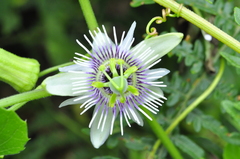 Passiflora morifolia