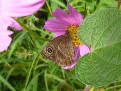 Pampasatyrus gyrtone