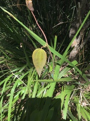 Smilax glyciphylla
