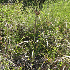 Cyperus ligularis image