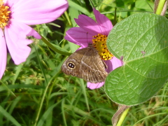 Pampasatyrus gyrtone