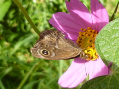 Pampasatyrus gyrtone