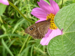 Pampasatyrus gyrtone