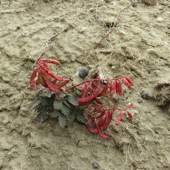 Hoffmannseggia trifoliata