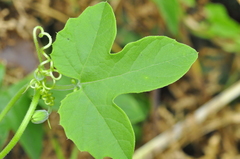 Passiflora morifolia