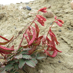 Hoffmannseggia trifoliata