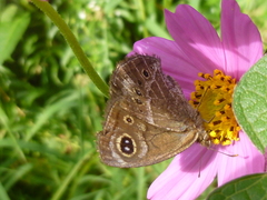 Pampasatyrus gyrtone