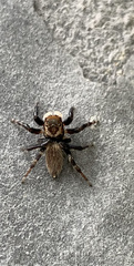 Maratus griseus