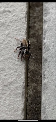 Maratus griseus