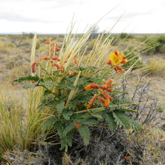 Hoffmannseggia trifoliata