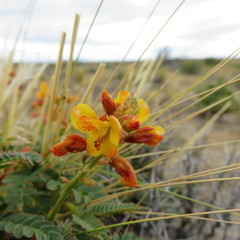 Hoffmannseggia trifoliata