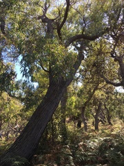 Eucalyptus sieberi