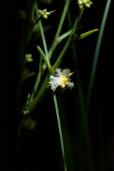 Acacia stenoptera