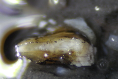 Neogobius melanostomus